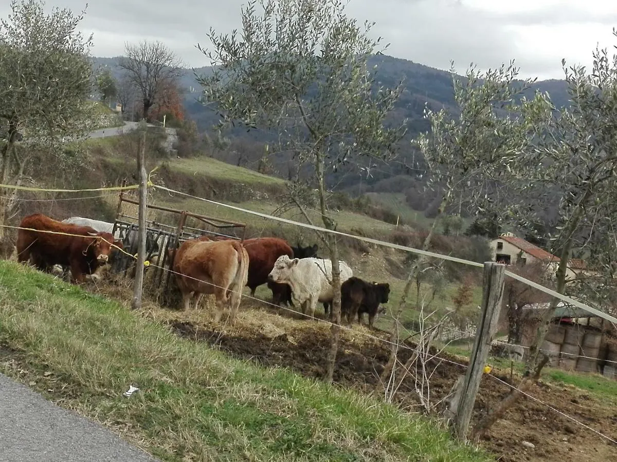 Fattoria Di Cintoia Villa Pontassieve Farm stay